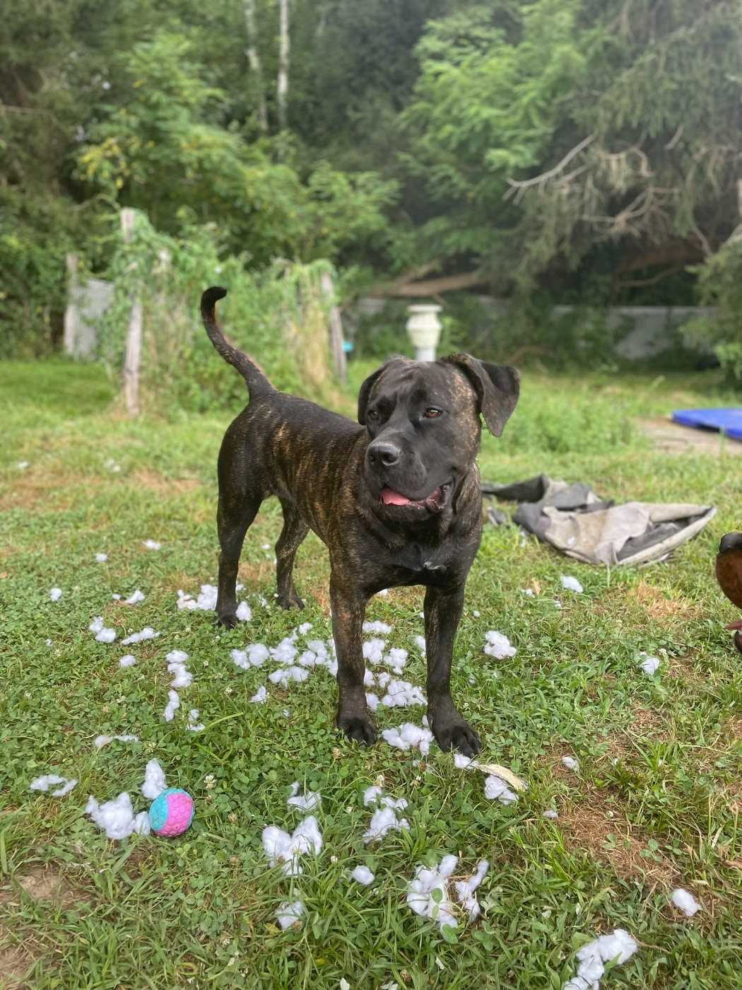 Cerberes Legend Valka