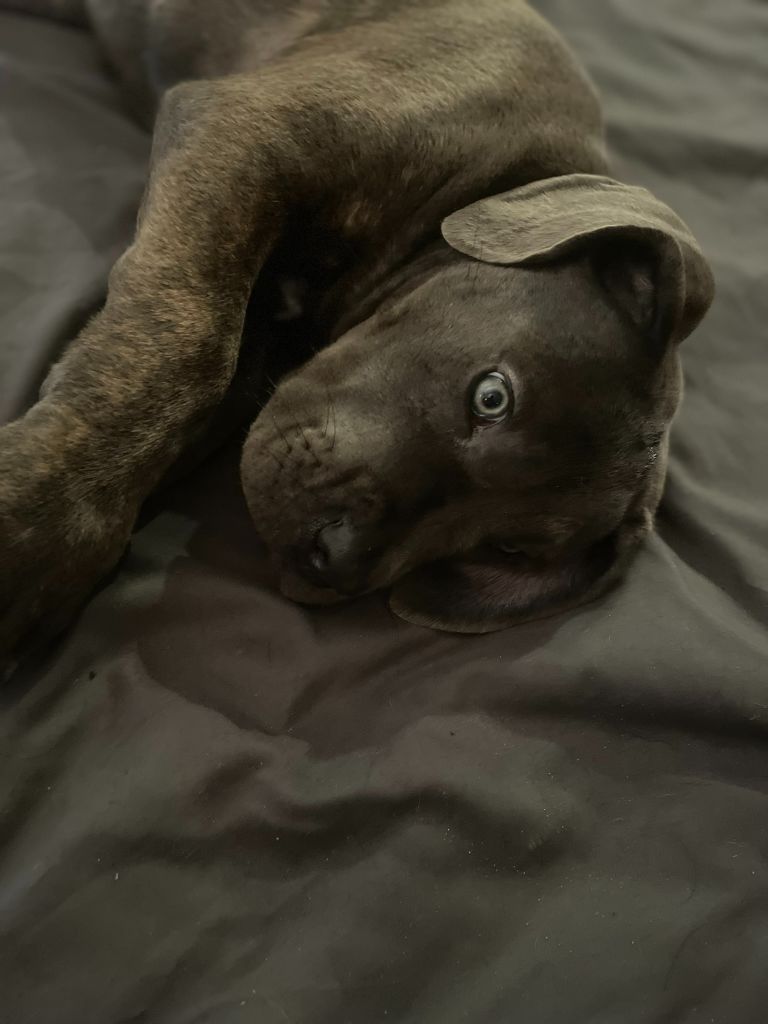 Alouna Cerberes Legend