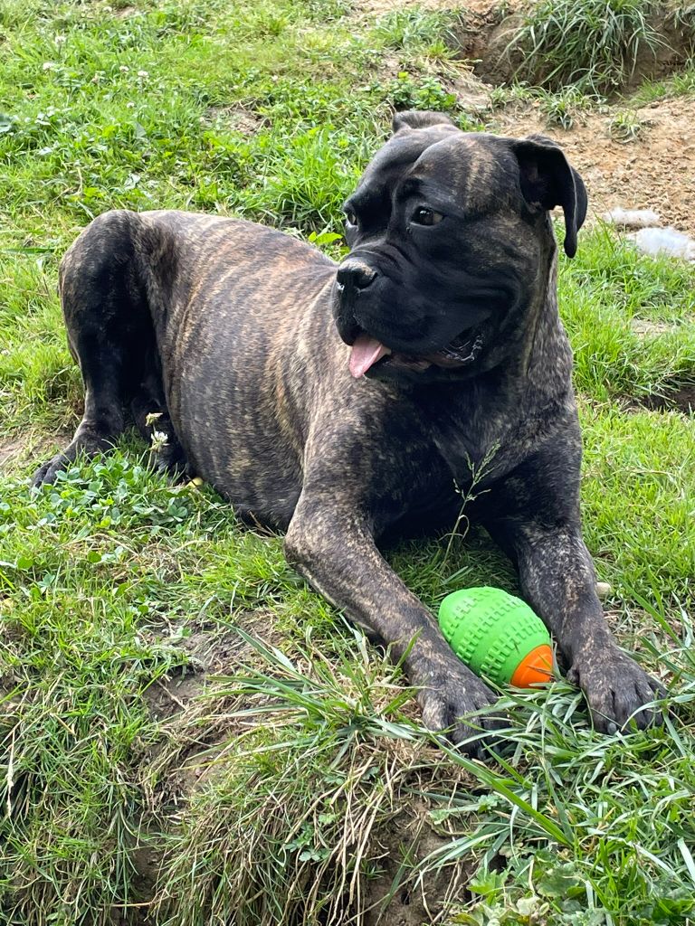 U'nola Cerberes Legend