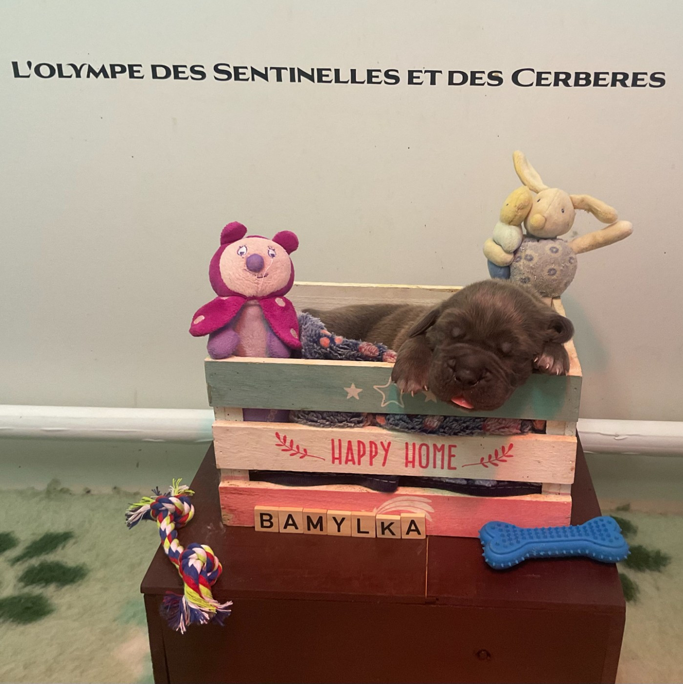 L'Olympe Des Sentinelles Et Des Cerberes - Chiots disponibles - Cane Corso