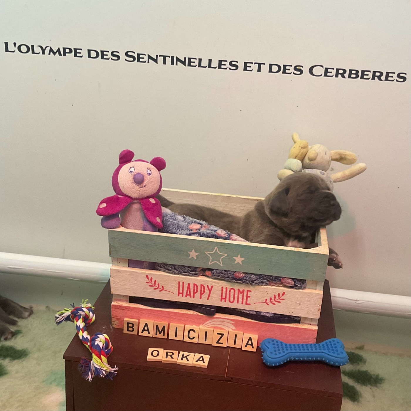 L'Olympe Des Sentinelles Et Des Cerberes - Cane Corso - Portée née le 27/04/2026