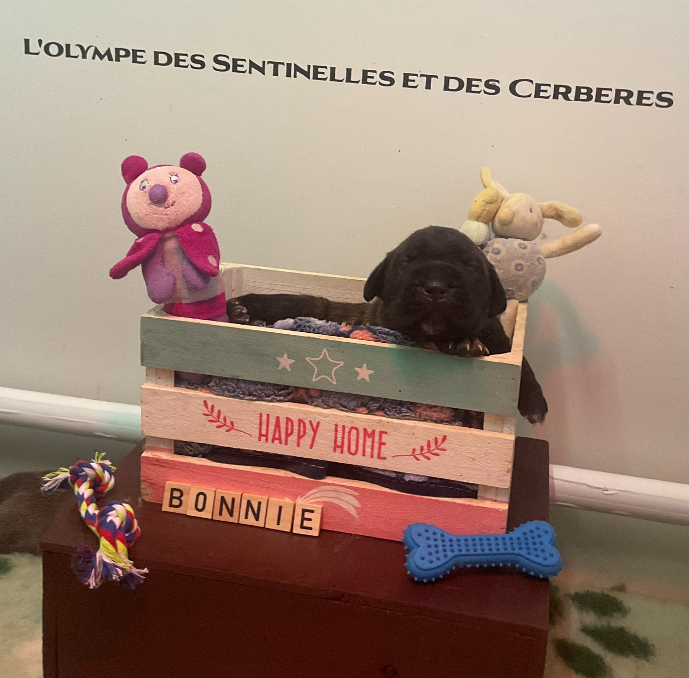 L'Olympe Des Sentinelles Et Des Cerberes - Chiots disponibles - Cane Corso