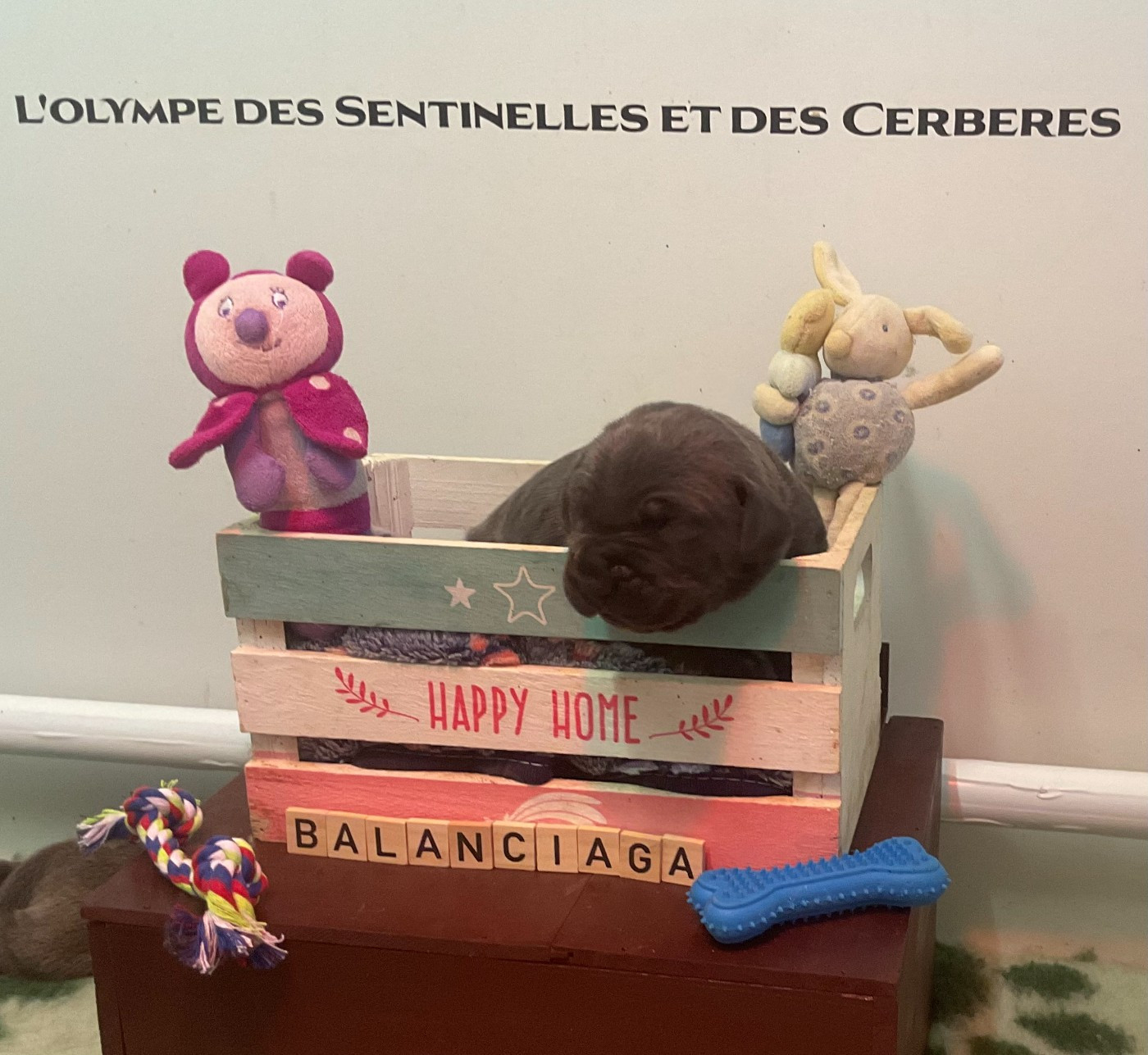 L'Olympe Des Sentinelles Et Des Cerberes - Chiots disponibles - Cane Corso