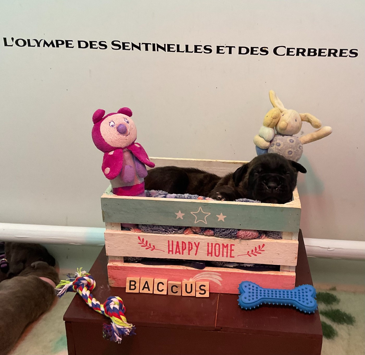 L'Olympe Des Sentinelles Et Des Cerberes - Chiots disponibles - Cane Corso